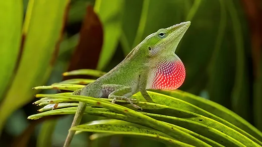 Evolution: Fast or Slow? Lizards Help Resolve a Paradox.