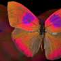 Animals see the world in different colors than humans: New camera reveals what this looks like