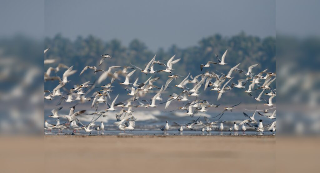 Bihar kicks off 3-day Nagi Bird Festival from today