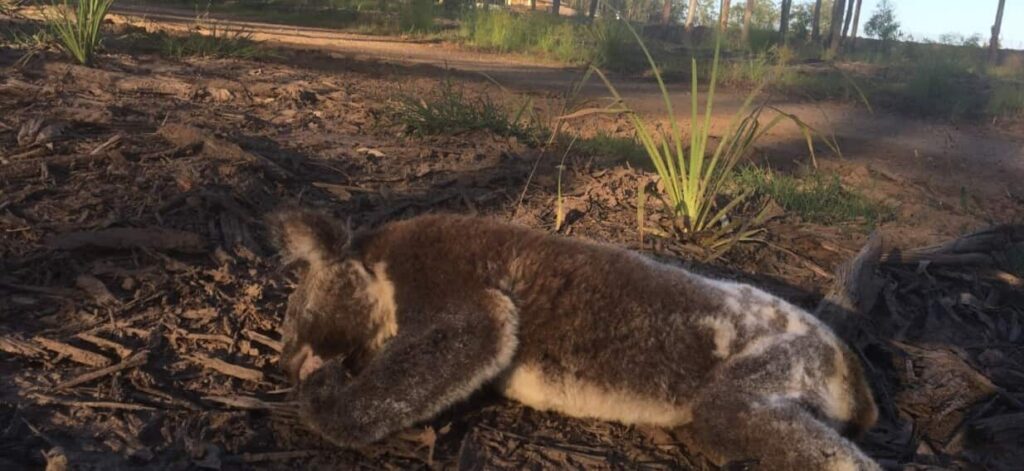 74 koalas died in Victoria. One farmer has to pay thousands for his role in their demise