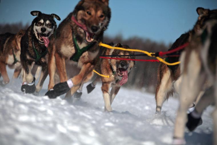Iditarod standings 2024: Updated results, current leaderboard for Alaska dog sled race