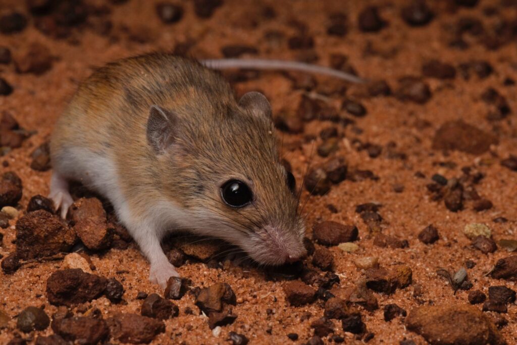 Triple Surprise: Researchers Discover New Native Species of Mouse in Australia