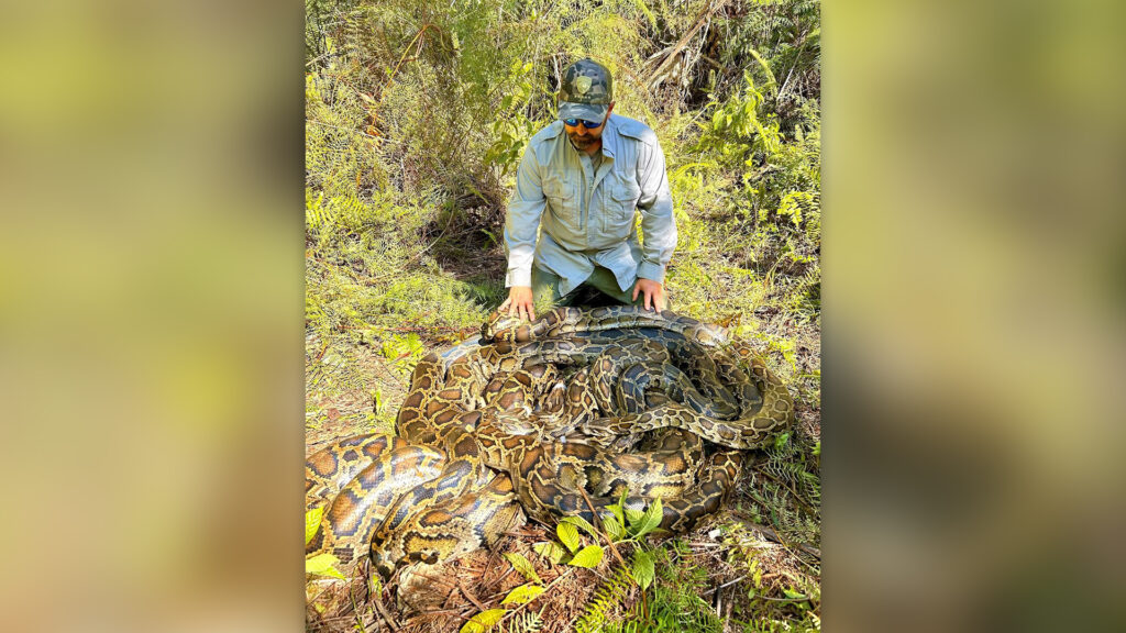 Giant ball of Burmese pythons having sex discovered in Florida Everglades in record-breaking catch