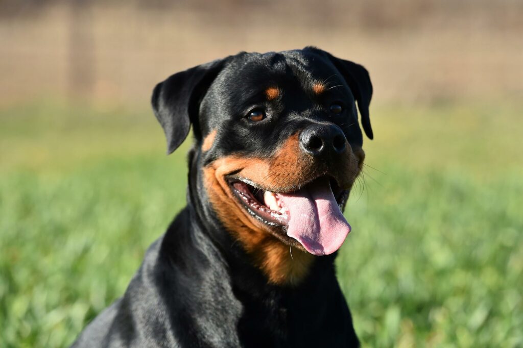 Redefining Canine Care: The Surprising Science Behind Neutering Rottweilers