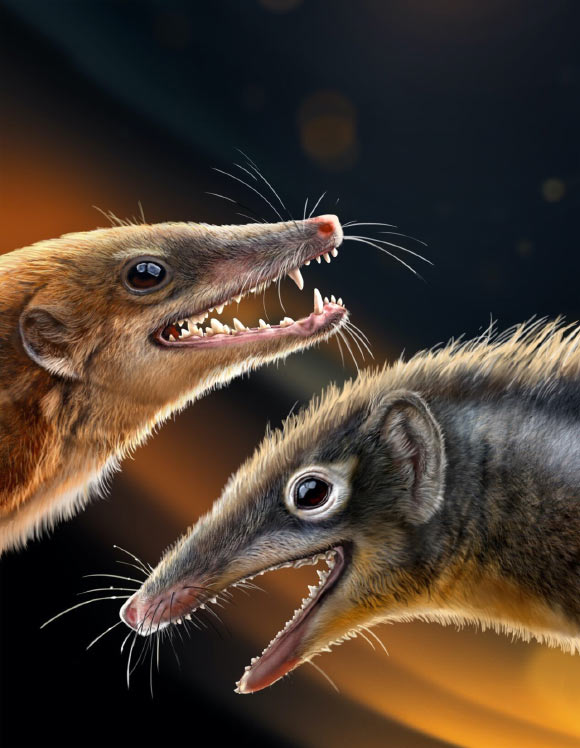 New Jurassic Shuotheriid Species Sheds Light on Early Evolution of Mammaliaforms