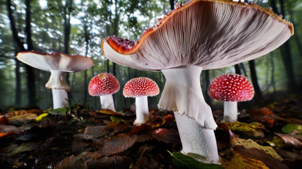 How fungi form ‘fairy rings’ and inspire superstitions