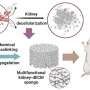 Research team develop porous sponge material for enhancing kidney hemostasis and repair