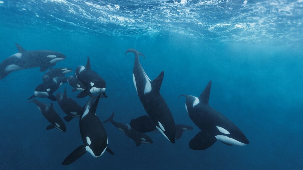 5 ways orcas are surprising scientists