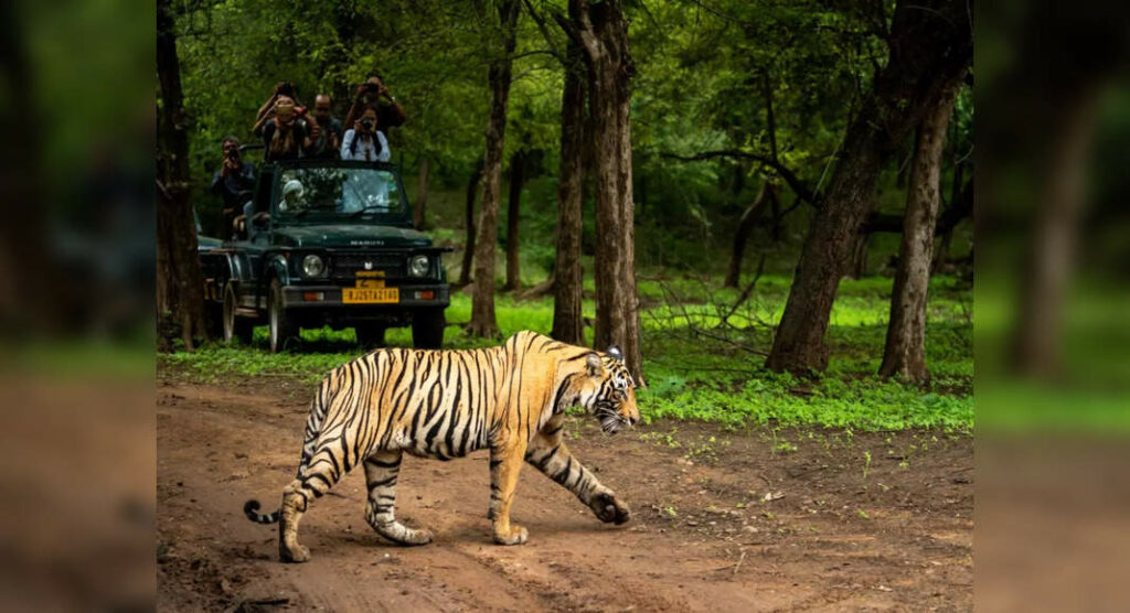 6 tips to spot tigers in the wild!