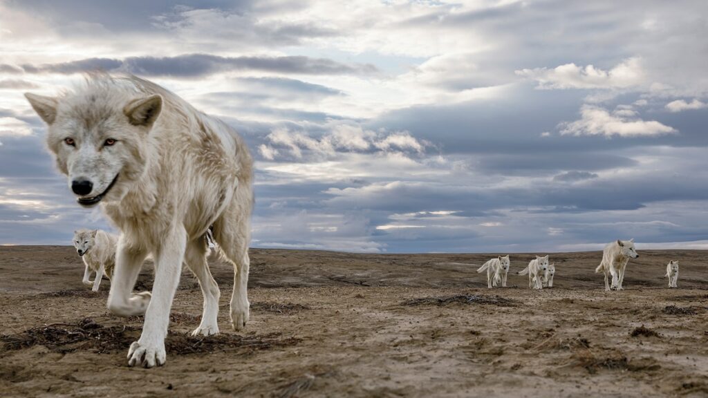 Top 4 myths about wolves, busted by experts