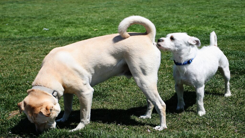 Why do dogs sniff each other’s butts?