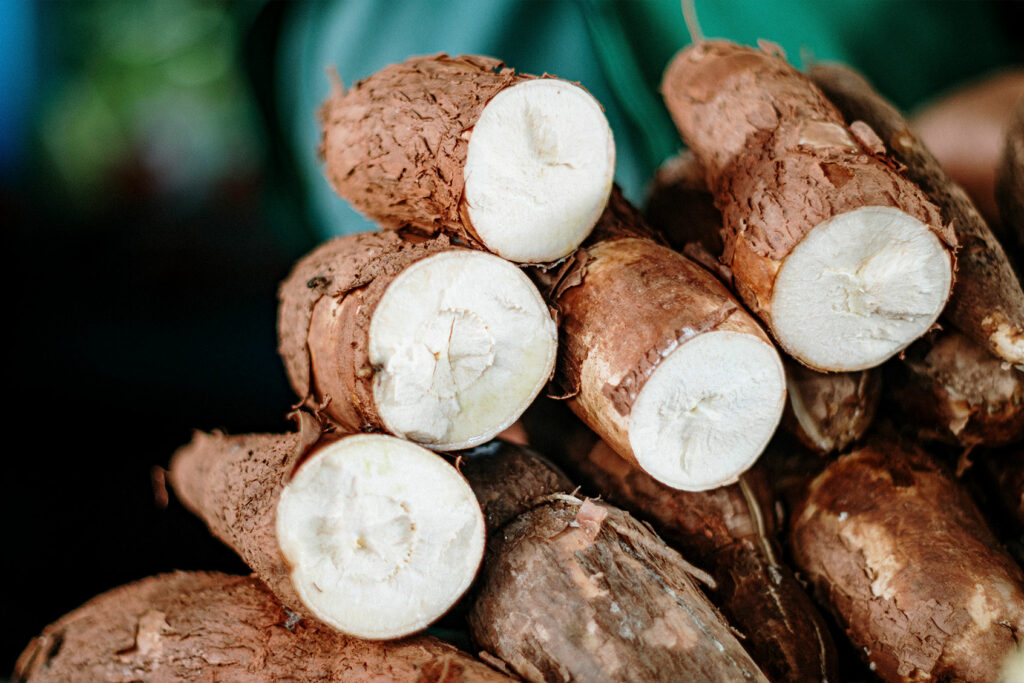 Cassava: The perilous past and promising future of a toxic but nourishing crop