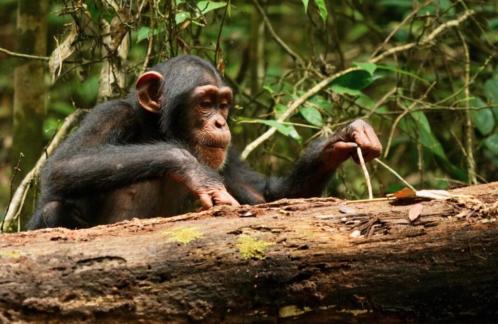 Chimps May Continuously Learn as They Age, a Factor of Human Evolution