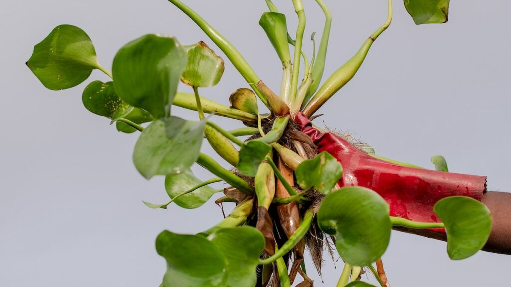 This floating flower is beautiful—but it’s wreaking havoc on Nigeria