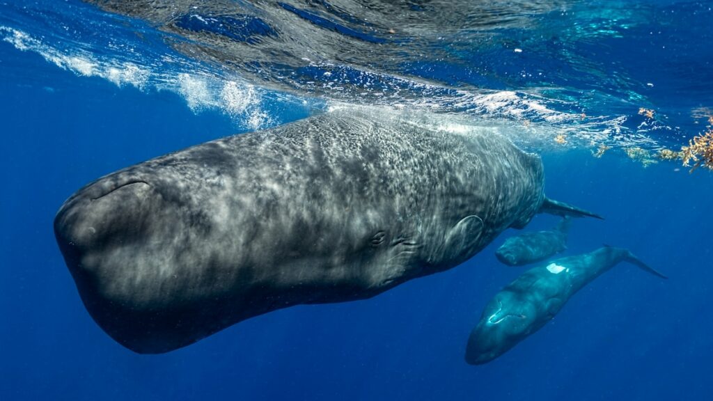 How scientists are piecing together a sperm whale ‘alphabet’