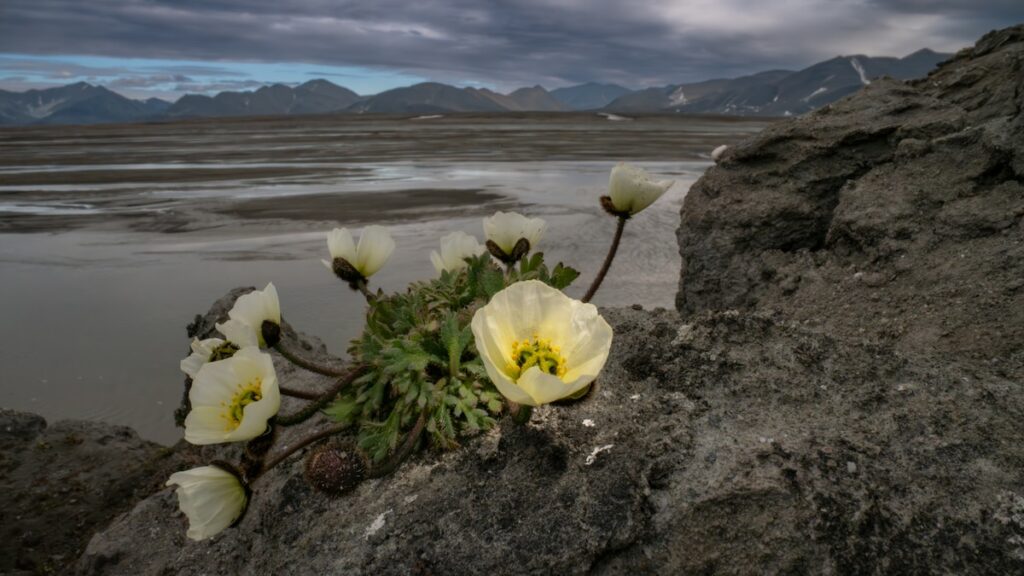 The last flower at the top of the world—and the perilous journey to reach it