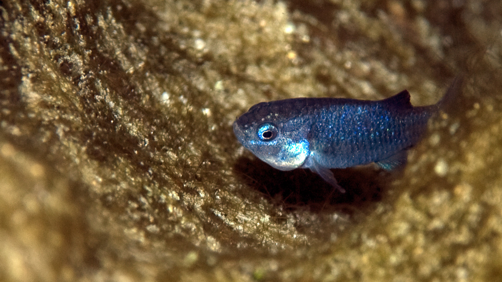 Devils Hole pupfish are clawing their way back from the brink of extinction