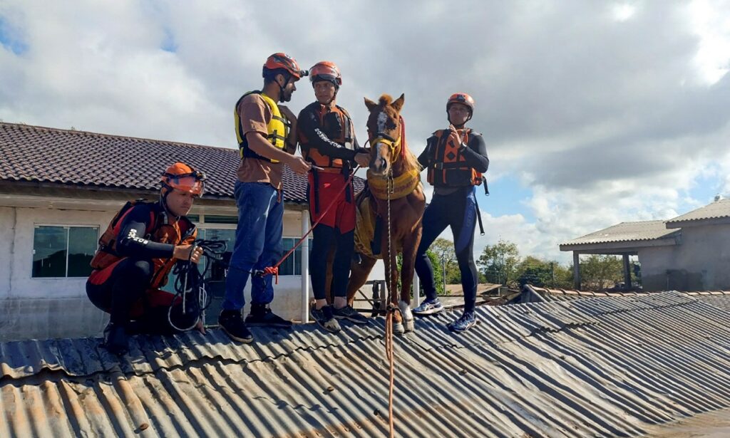 Brazilian horse ‘Caramelo’ rescued after being trapped on roof by floods