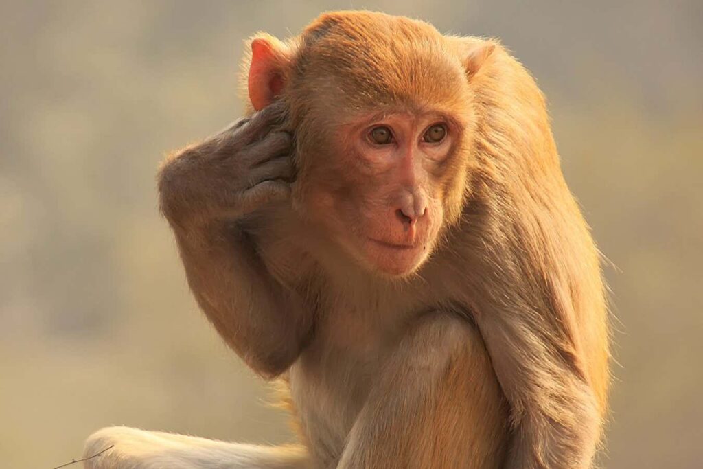 Monkeys can learn to tap to the beat of the Backstreet Boys