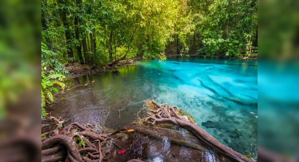 Thailand shuts down Pling Island due to extensive coral bleaching discovery