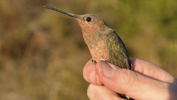South America’s Giant Hummingbird is Actually Two Species
