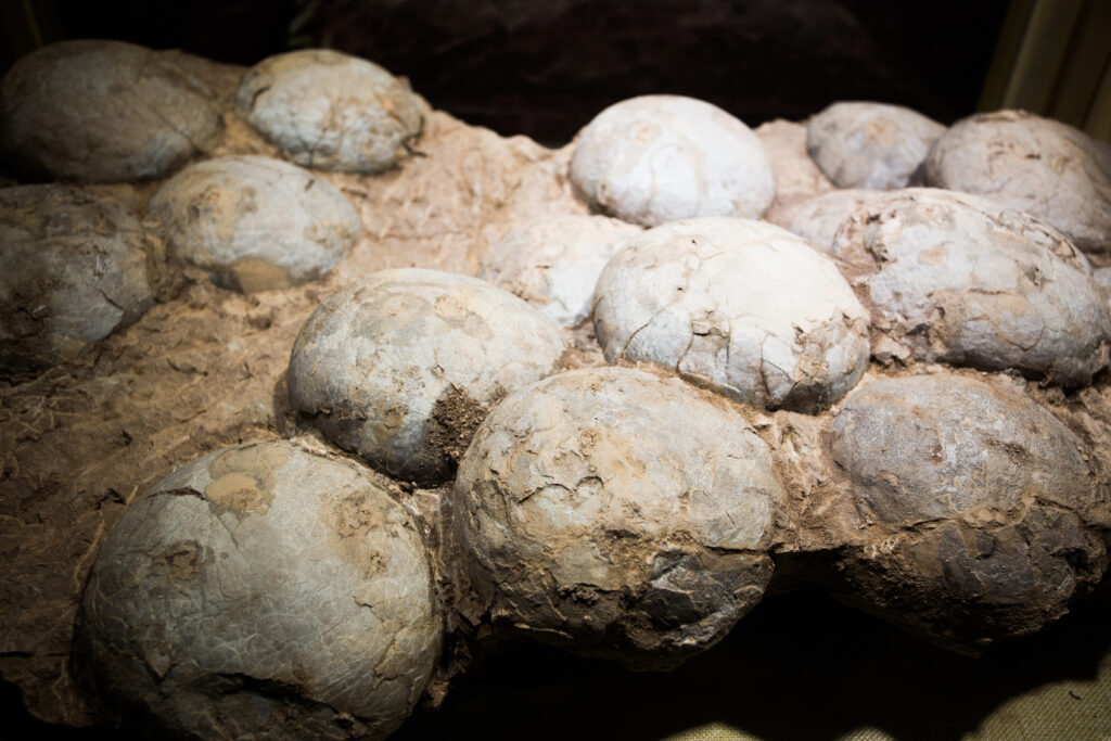 These 5 Dinosaur Nests Are Among the Biggest Ever Found