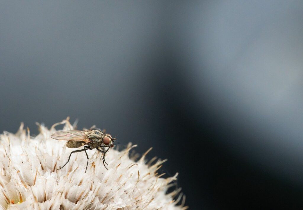 Research into fruit fly wings provides a peek into birth defects