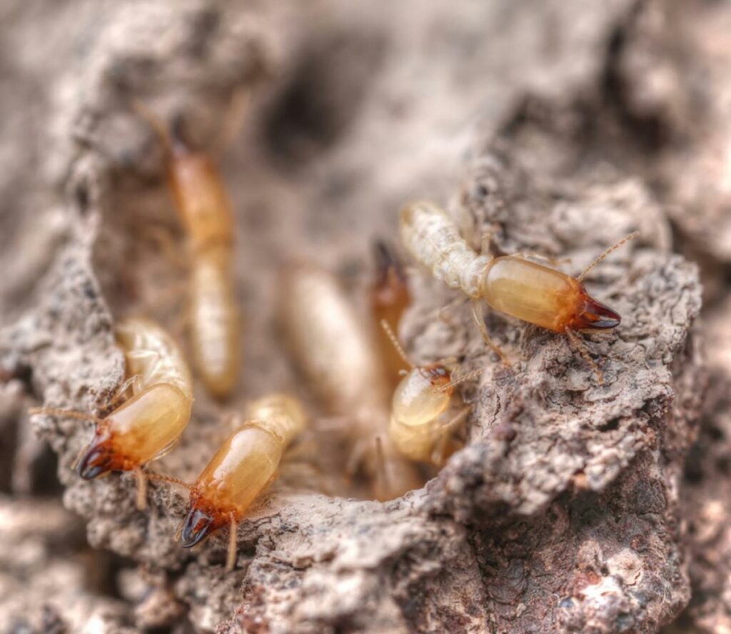 Termites on Tour: How Climate Change Is Bringing Pests to Your Doorstep