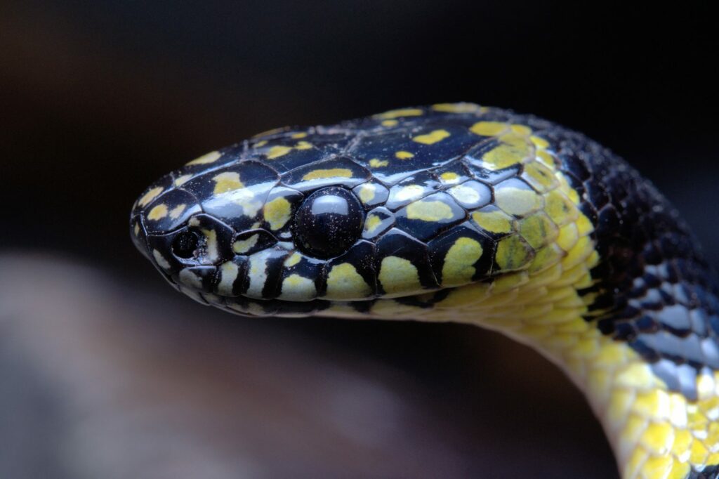 ‘Exceedingly rare’ wolf snake captured on film in Tibet