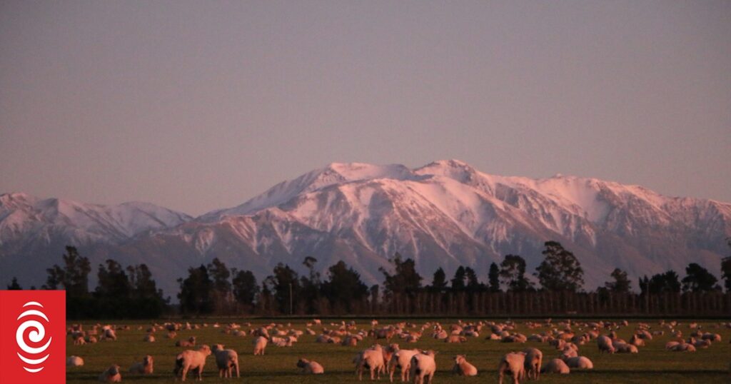 Beef and Lamb NZ slams claims that meat produced to lower standard