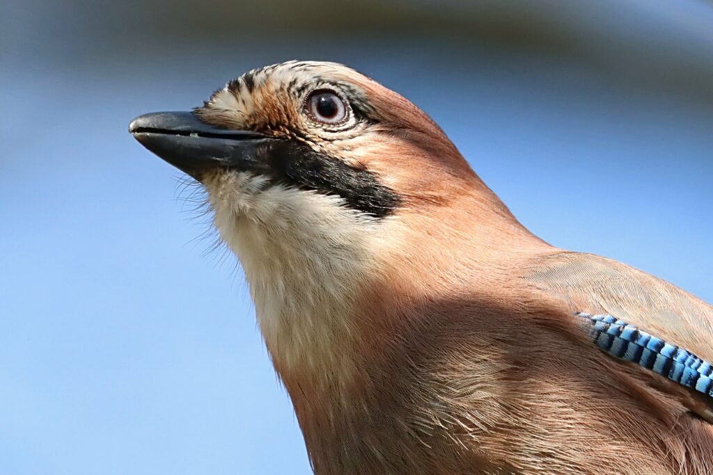 Mental Time Travel Helps Birds Remember Food Stashes