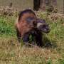 A push to bring wolverines back to California fizzles amid budget woes