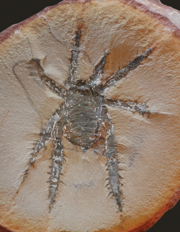 308-Million-Year-Old Fossil of Remarkable Spiny Arachnid Found in Illinois