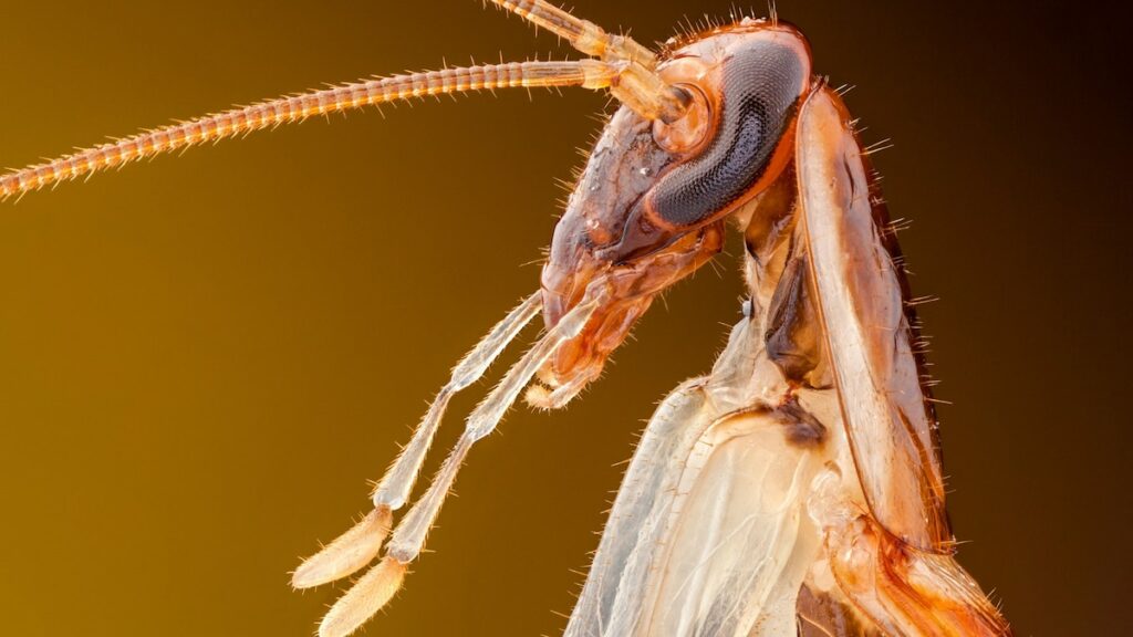 We finally know how cockroaches conquered the world