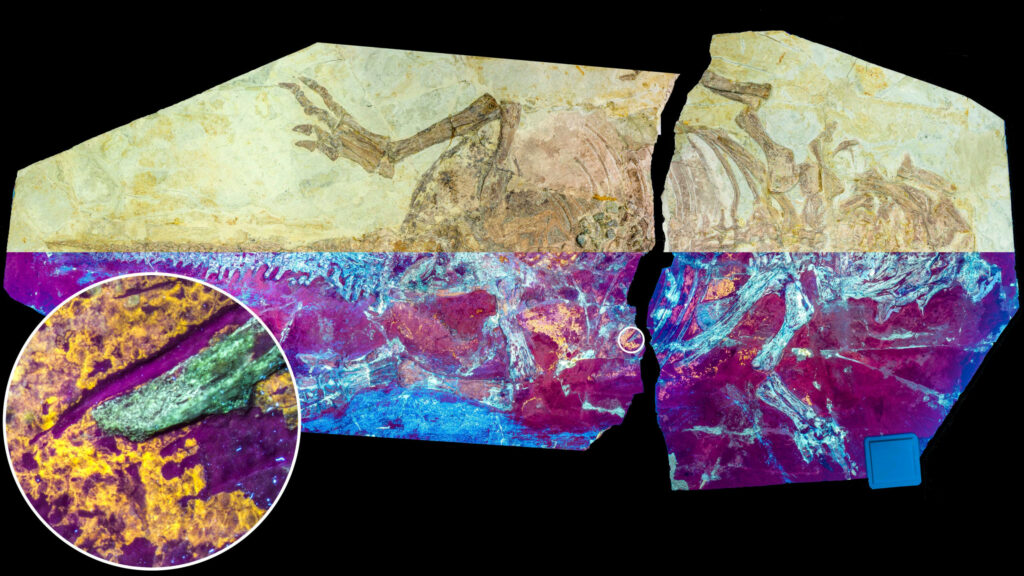 Mystery of Dinosaurs Developing Feathers Partially Solved