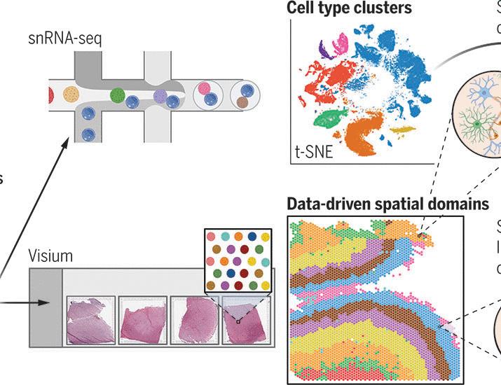 A data-driven single-cell and spatial transcriptomic map of the human prefrontal cortex | Science