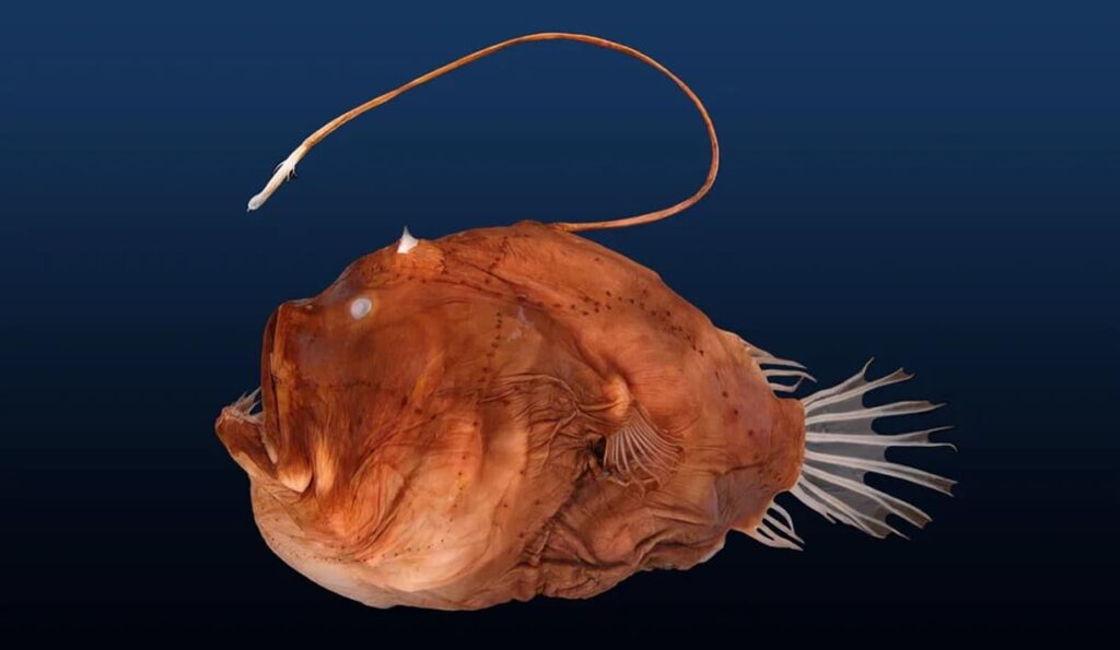 A new study illuminates the evolution of deep-sea anglerfish