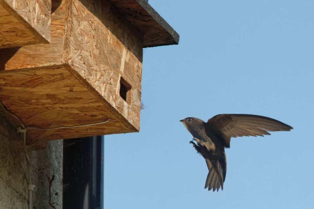 Don’t forget birds and bats when renovating or building new homes