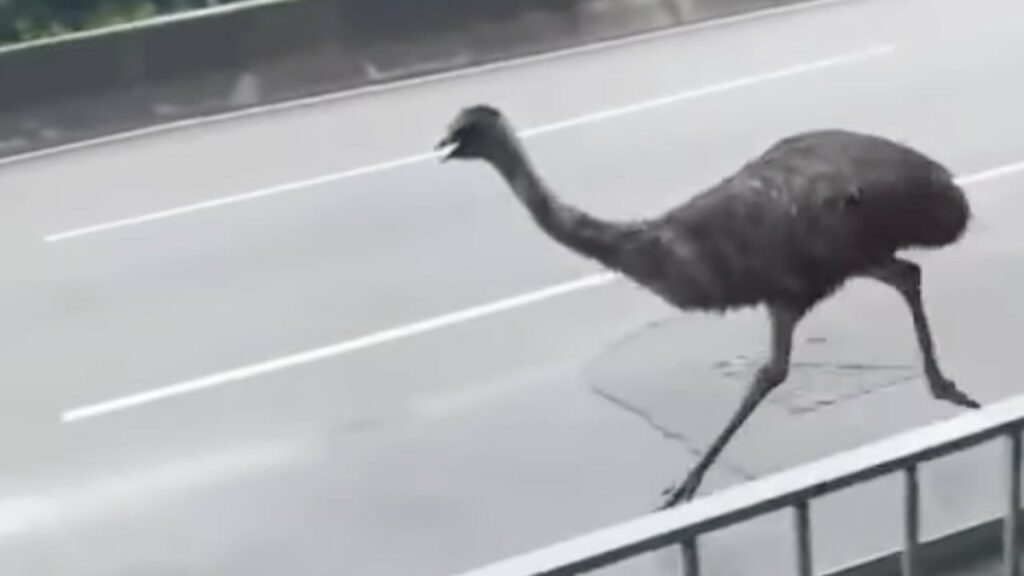 Hong Kong’s escaped emu: search still on for owner after bird captured following 3-hour chase on busy roads