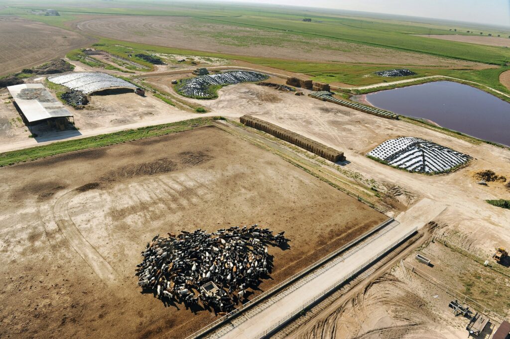 Bird Flu’s Missed Clues on Dairy Farms in Texas