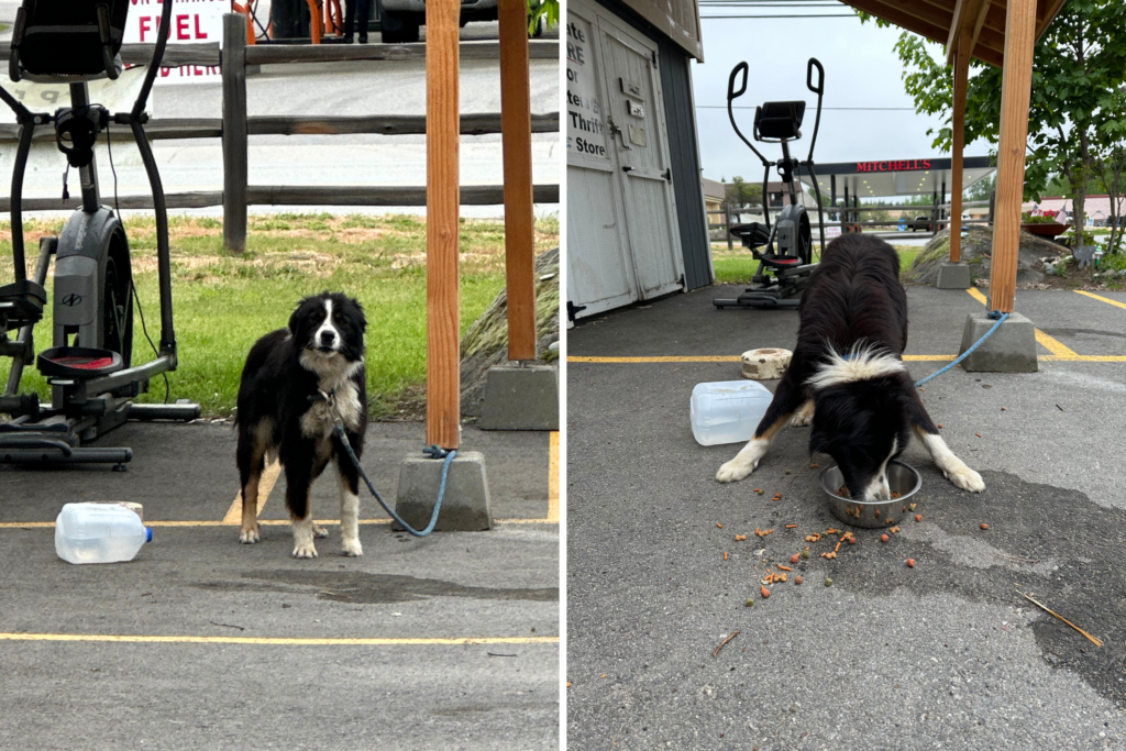 Terrified Border Collie Mix Found Abandoned Tied Up To Shed: ‘Not ok’