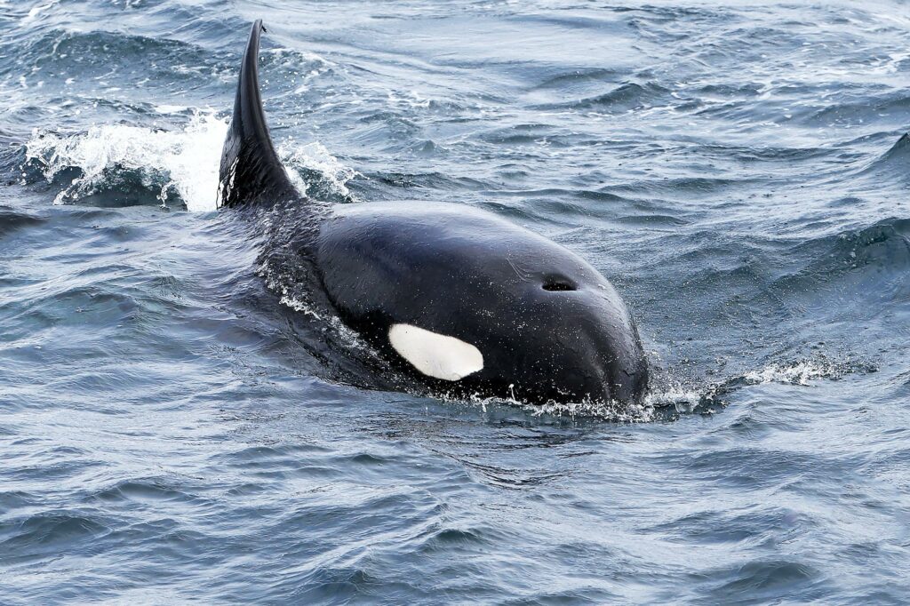 Orcas’ One-Breath Mystery – Marine Biologists Confirm Longstanding Hypothesis