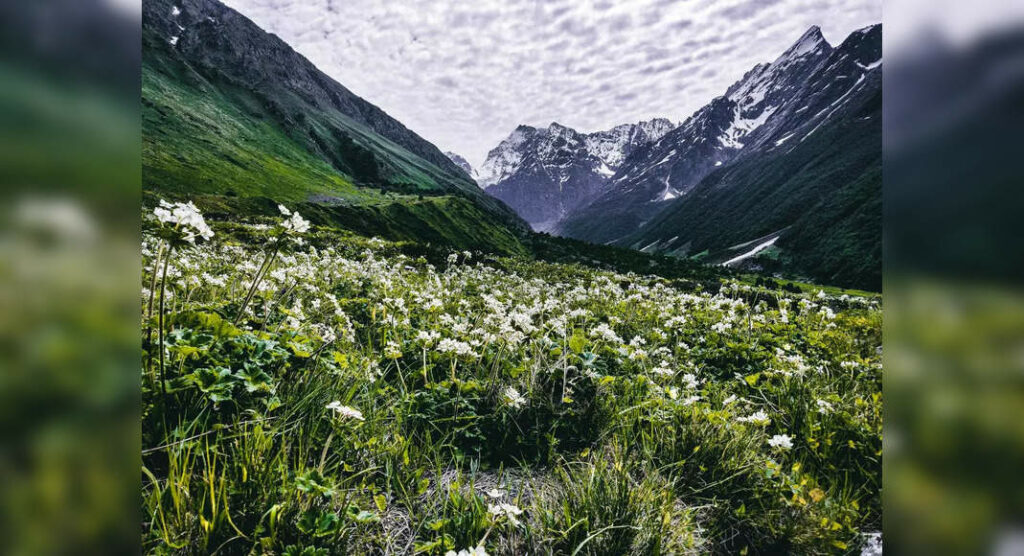 Uttarakhand’s Valley of Flowers all set to welcome travellers from June 1; all details here