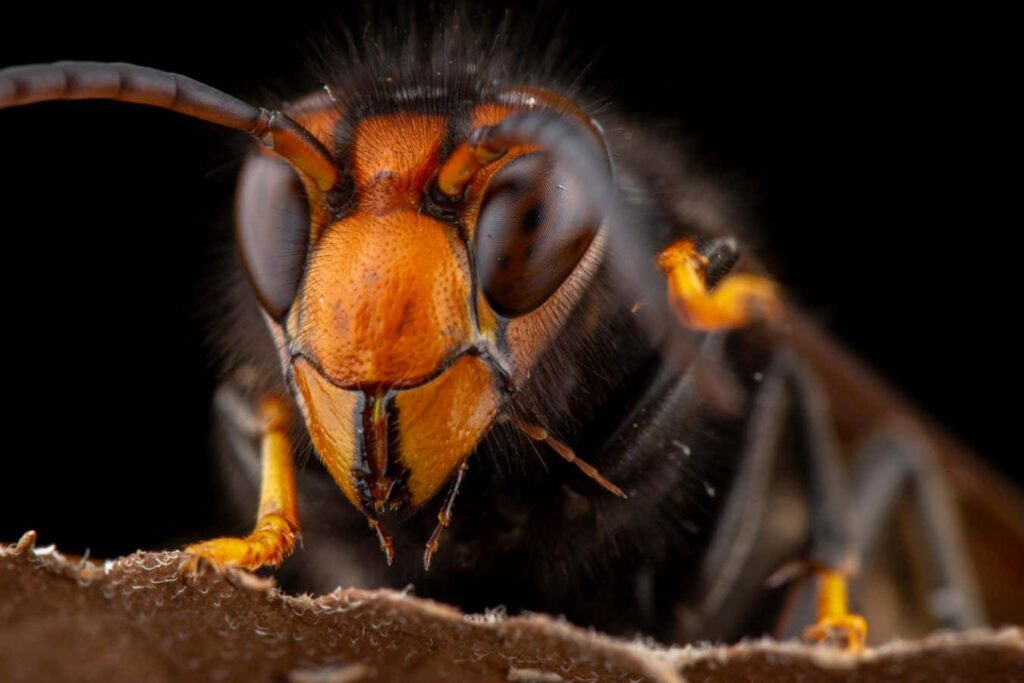 Asian hornets have overwintered in the UK for the first time