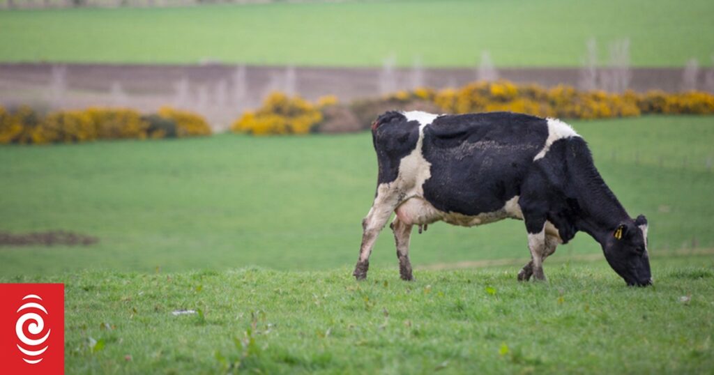 Dairy farmers face significant risks if new infestations take hold on one of the biggest days of the calendar