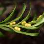 ‘Innocuous-looking’ fern wins world record for largest genome