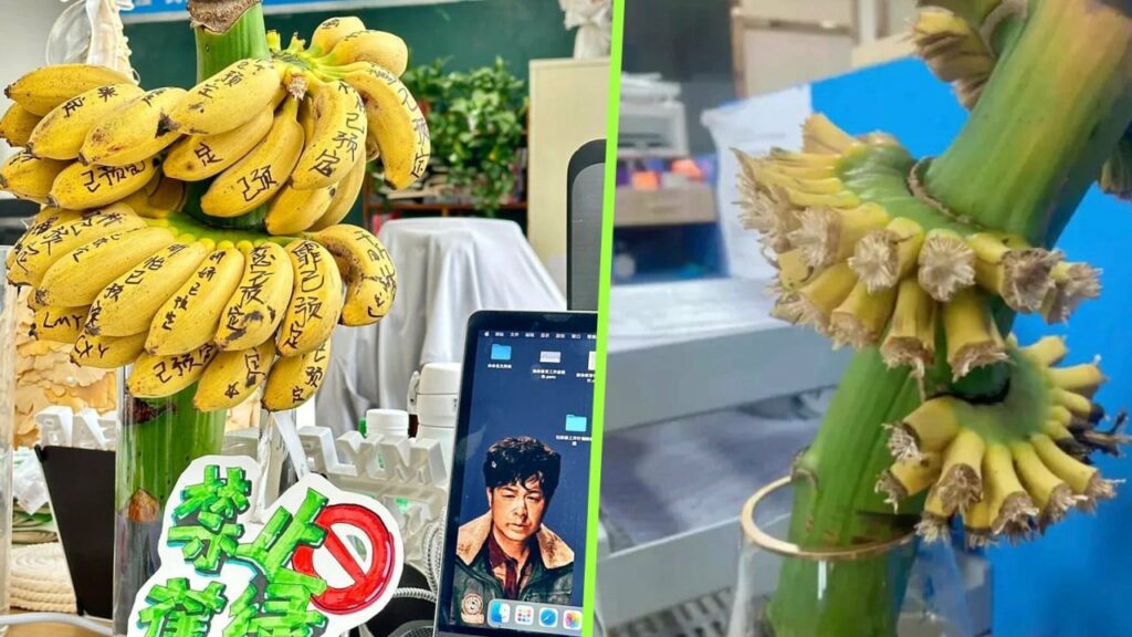 Going bananas? Stressed-out China office staff cultivate desktop fruit to battle workplace stress