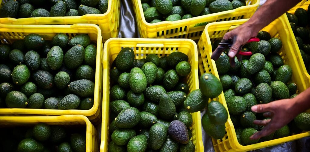 Avocados Are A ‘Green Gold’ Export For Mexico, But Growing Them Is Harming Forests And Waters