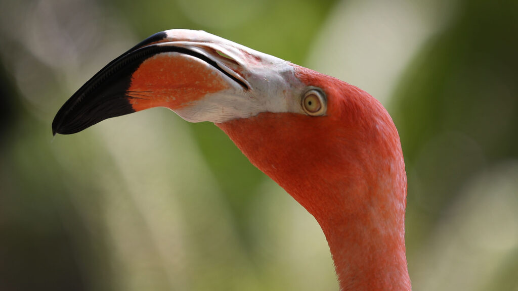 A ‘pink wave’ of flamingoes settles into the Sunshine State