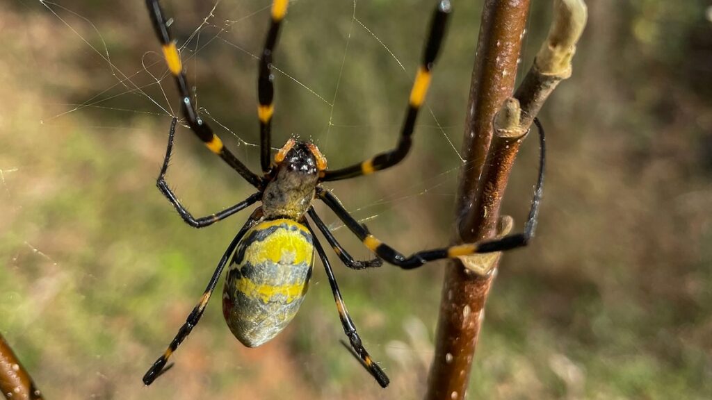 Are “giant, flying” joro spiders really taking over the U.S.?